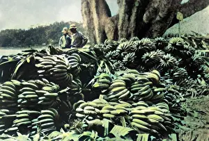 BANANAS FOR EXPORT