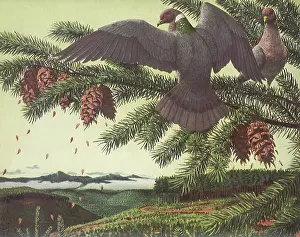 Doves: Band-Tailed Pigeons