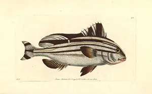 Naturalists: Banded anthias, Anthias diagrama