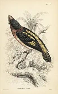 Swainson: Banded broadbill, Eurylaimus javanicus