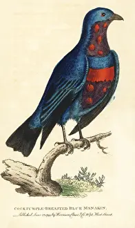 Cotinga: Banded cotinga, Cotinga maculata