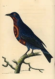 Cotinga: Banded cotinga, Cotinga maculata