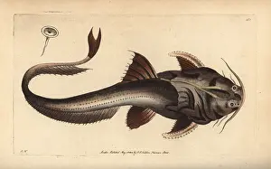 Catfish: Banded or eel-tail banjo catfish, Platystacus cotylephorus