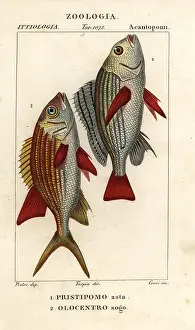 Grunt: Banded grunt and squirrelfish