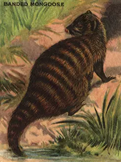 Mongoose: Banded Mongoose