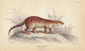 Mongoose: Banded mongoose, Mungos mungo