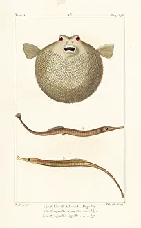 Pretre: Bandtail puffer, Sargassum pipefish and greater pipefish