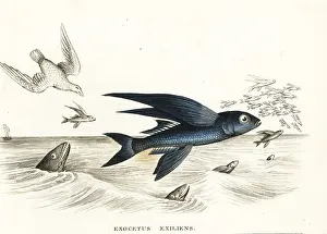 Bildersaal: Bandwing flyingfish, Cheilopogon exsiliens
