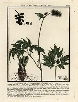 Baneberry: Baneberry, Actaea spicata