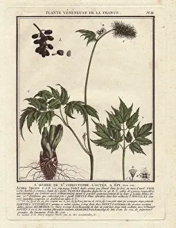 Actaea: Baneberry or Herb Christopher, Actaea spicata or Actaea alba
