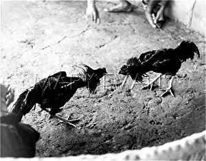 Cockfighting: BANGKOK COCK FIGHT