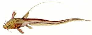 Catfish: Banjo Catfish, Aspredo filamentosus