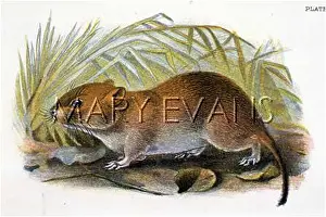 Vole: BANK VOLE 19C