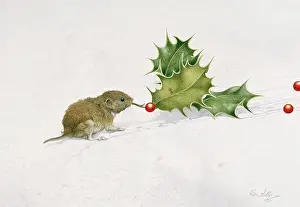 Sprig: Bank Vole with Holly ' in snow