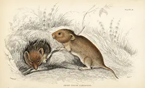 Arvicola: Bank vole, Myodes glareolus