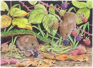 Brambles: Bank Voles and Brambles