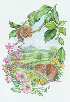 Bindweed: Two Bank Voles with herb robert, bindweed etc