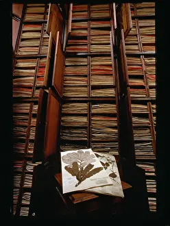 Dentata: Banksia dentata and herbarium specimens