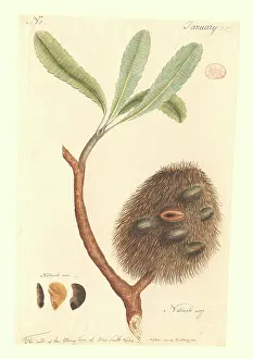 Serrata: Banksia serrata