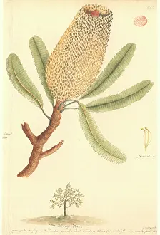 Serrata: Banksia serrata