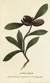 Banksia: Banksia shrub, unknown species