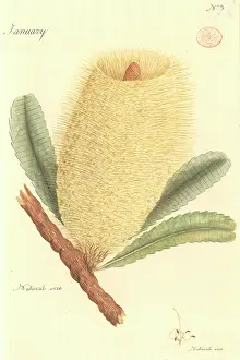 Proteales: Banksia sp