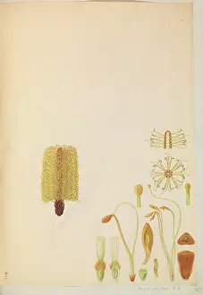 Unfinished: Banksia sp