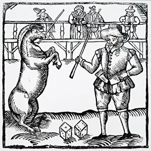 Labours: Banks's Horse. One of the performing marvels of