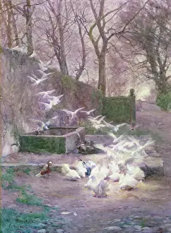 Mildred: The Banquet ' doves feeding