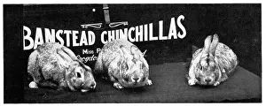 Banstead: Banstead Chinchillas Advertisement