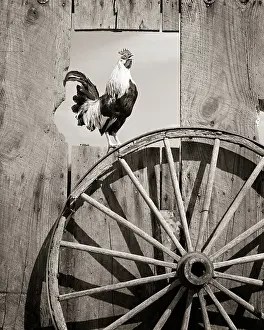 Bantam: Bantam Rooster Crowing Morning Wake-Up Call at First Light