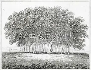 Banyan: BANYAN TREE