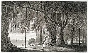 Banyan: BANYAN TREE