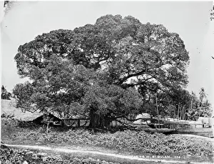 Moluccas: Banyan tree, Ki Dulan, Indonesia