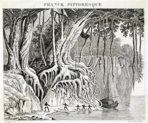 Banyan: BANYAN TREE ON SHORE