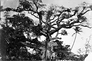 Barbados: Banyan tree, St. Thomas, West Indies 1873