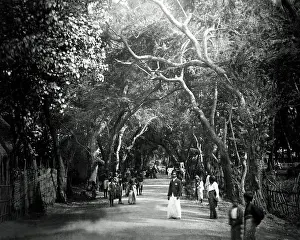 Banyan: Banyan trees, Ceylon (Sri Lanka)