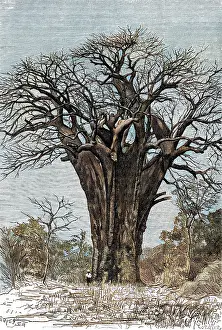 Baobab: Baobab tree