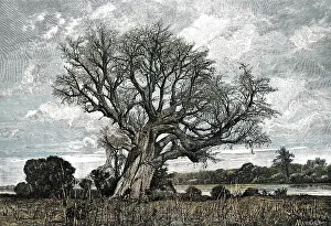 Baobab: Baobab tree