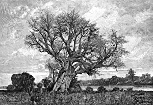 Baobab: Baobab tree