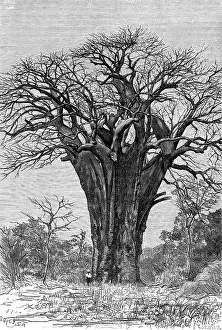 Baobab: Baobab tree