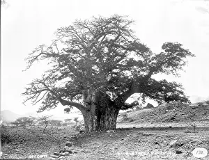 Malvales: Baobab tree, Cape Verde Islands (1873)
