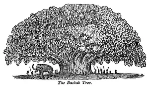 Baobab: Baobab tree and elephant