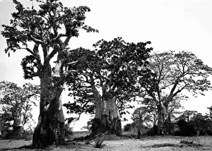 Angola: Baobab trees in Luanda, 1935