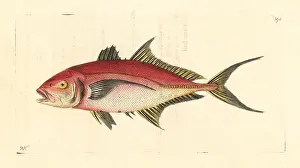 Scomber: Bar jack fish, Caranx ruber