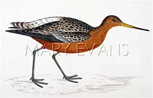 Godwit: BAR-TAILED GODWIT