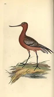 Godwit: Bar-tailed godwit, Limosa lapponica