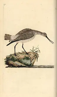Godwit: Bar-tailed godwit, Limosa lapponica
