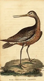 The Naturalists Pocket Magazine: Bar-tailed godwit, Limosa lapponica