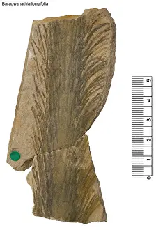 Lycopod: Baragwanathia longifolia